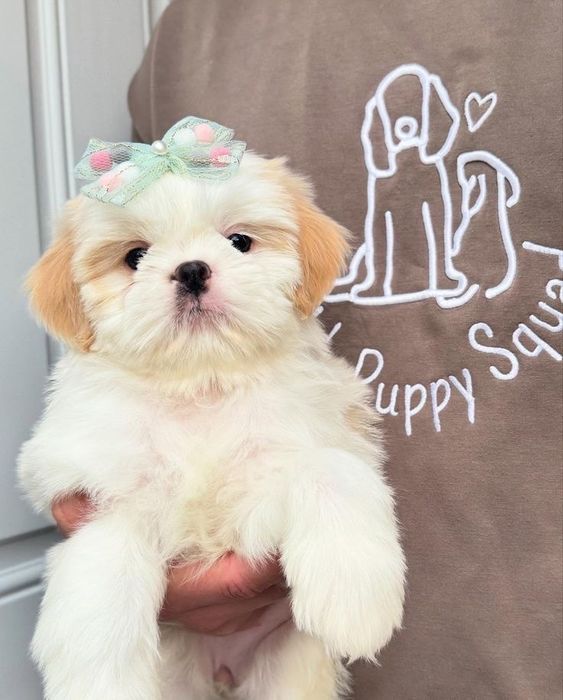 Bichon maltez mini toy