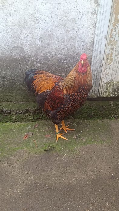 Cocoș wyandotte gsg
