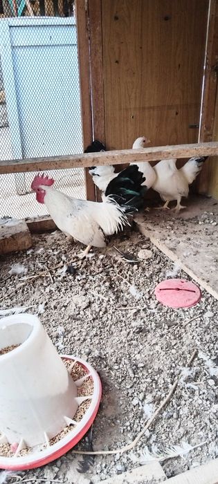 Карликовый куры продам