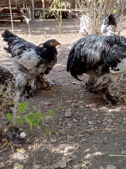 Tiyomni pux toʻchkalilar sotiladi soni 15 ta 11 ta makiyon 4 ta xoʻroz