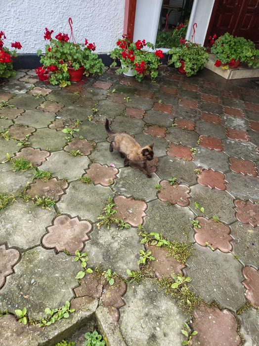 Ofer spre adopție 3 pisicuțe. Cel maroniu și cel alb sunt motănei.