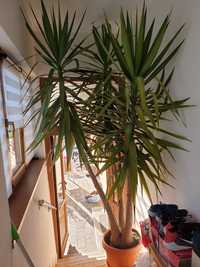 Plantă decorativă Yucca