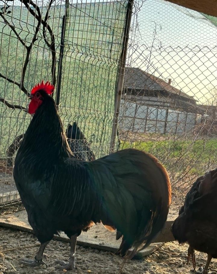 Vând pui și ouă din rasa de gaini Australorp Negru și Albastru