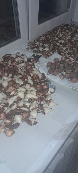 Продам луковицы тюльпанов