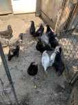 Pui de Australorp de vanzare