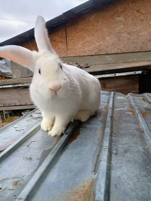 Iepure metis 7 luni, 3.5 kg, mascul