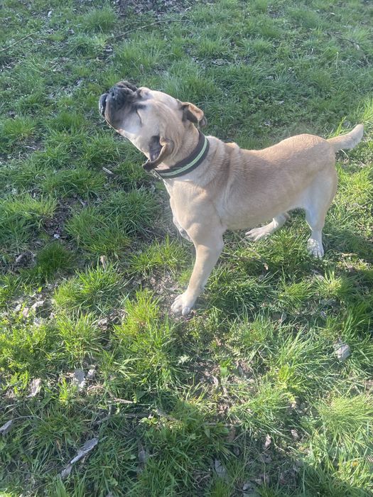 Donez femela cane corso