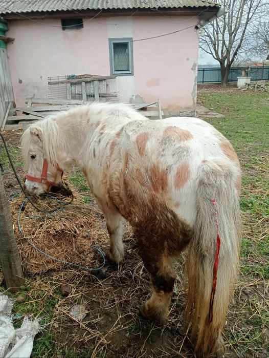 Vând poneită blândă