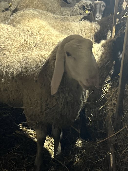 Vand 120 de oi bergamasca si tigaie sarbeasca