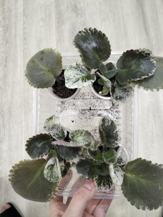 Продам деток сортовых фиалок