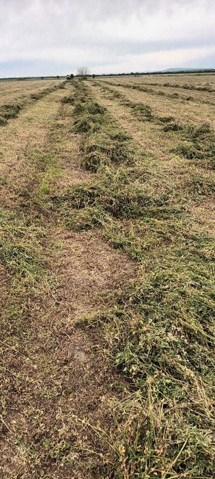 Baloti lucerna coasa I si a II-a