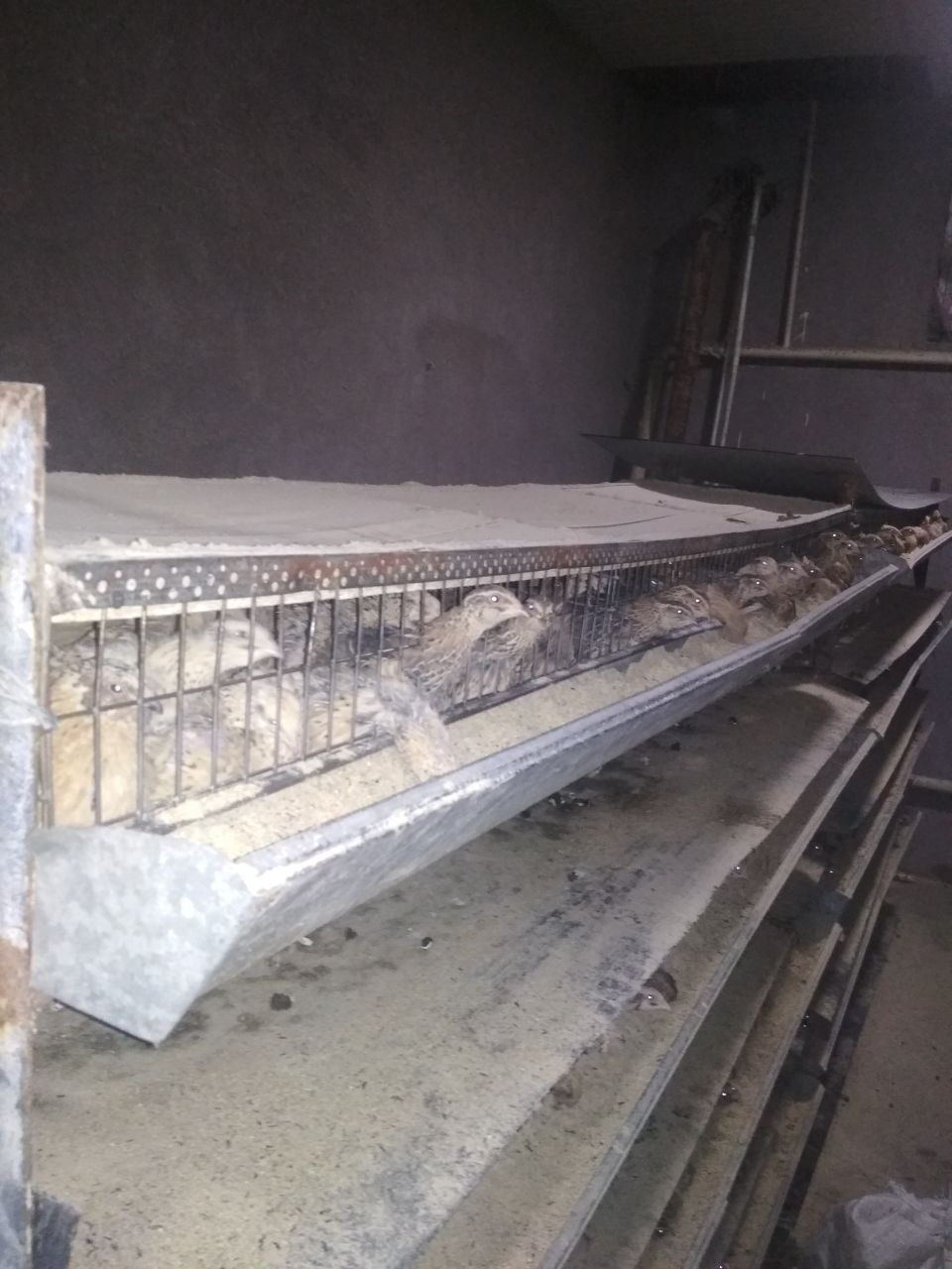 Bedana qafas (katak)