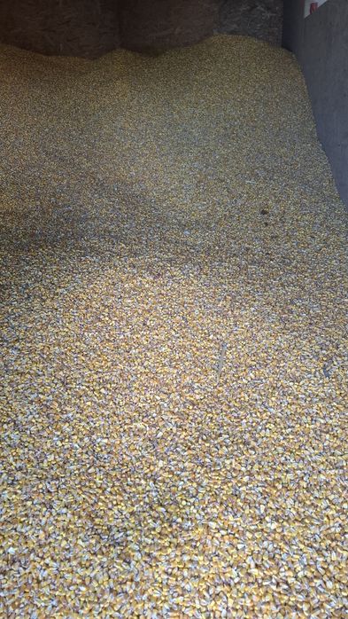 Porunb boabe de vanzare