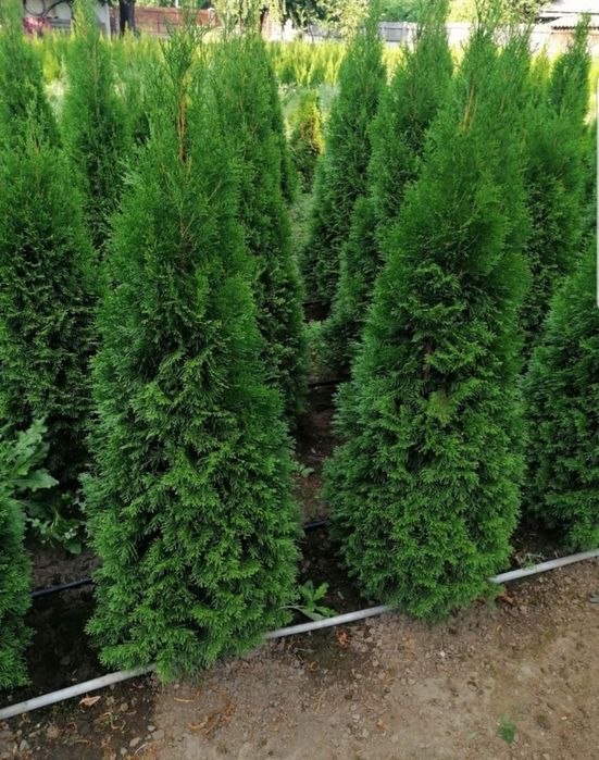 Vand tuia, brazi, plante ornamentale, tuia glob, ienupar tarator, Tei