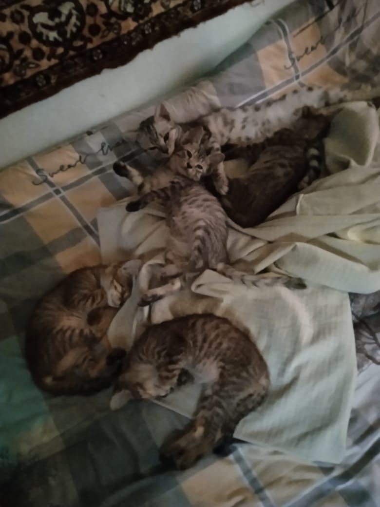 Котята в добрые руки. Г.Шымкент район Казбакалейторга