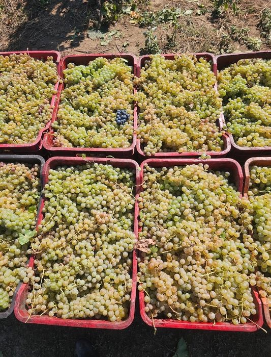 Vand strugurii de vin