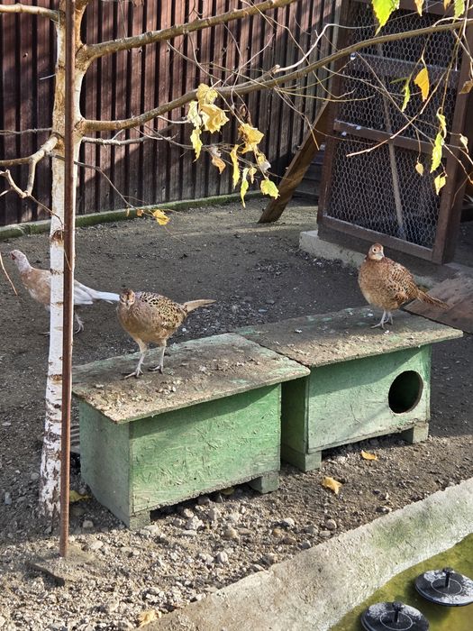 Fazani izabel si comuni