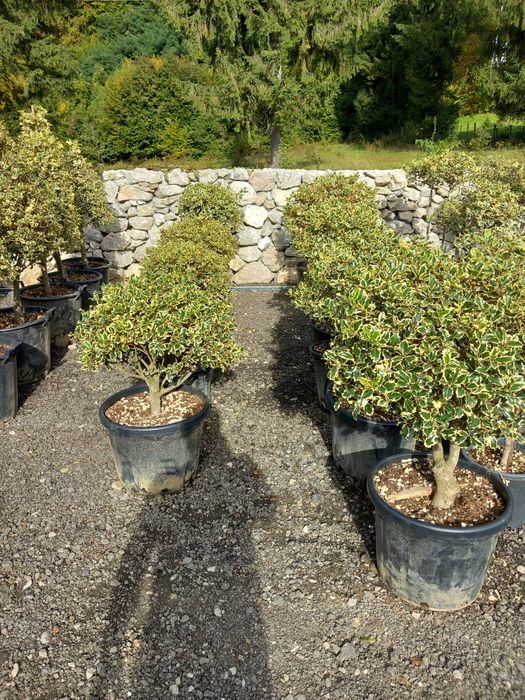 Plante ornamentale la preț de producător