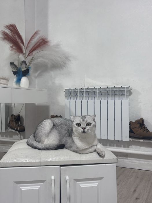 Продается серебирстая шотландская шиншилла