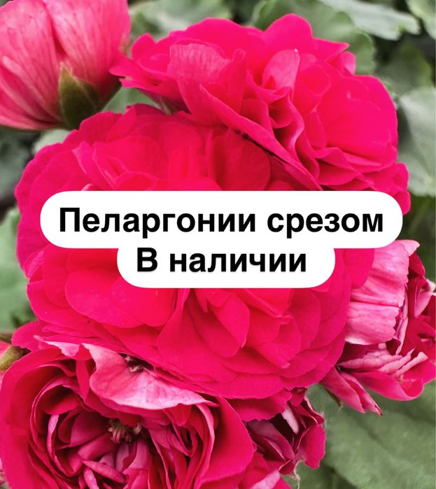 Пеларгонии сортовые срезом