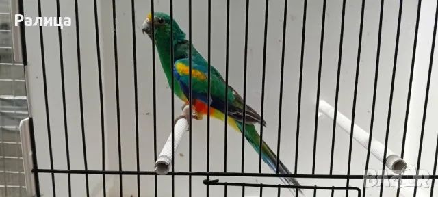 Певчий много цветный