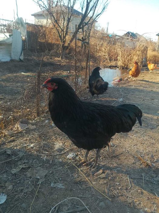 Продам цыплята джерсиски