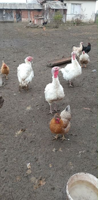 100% био Пуйки 100%