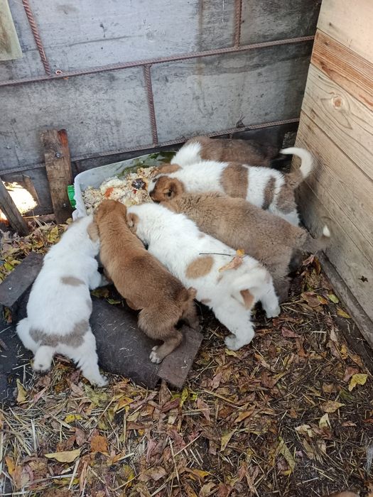 Продаются щенки Алабая.