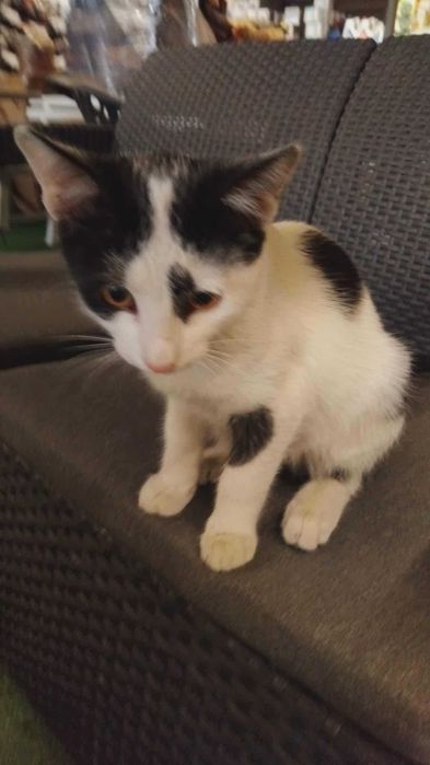 Коте Вегас търси дом