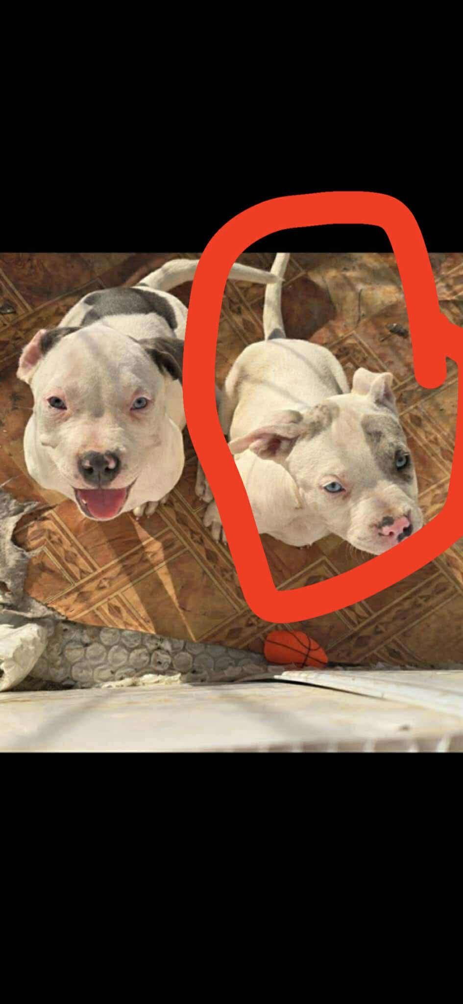 American bully xlll