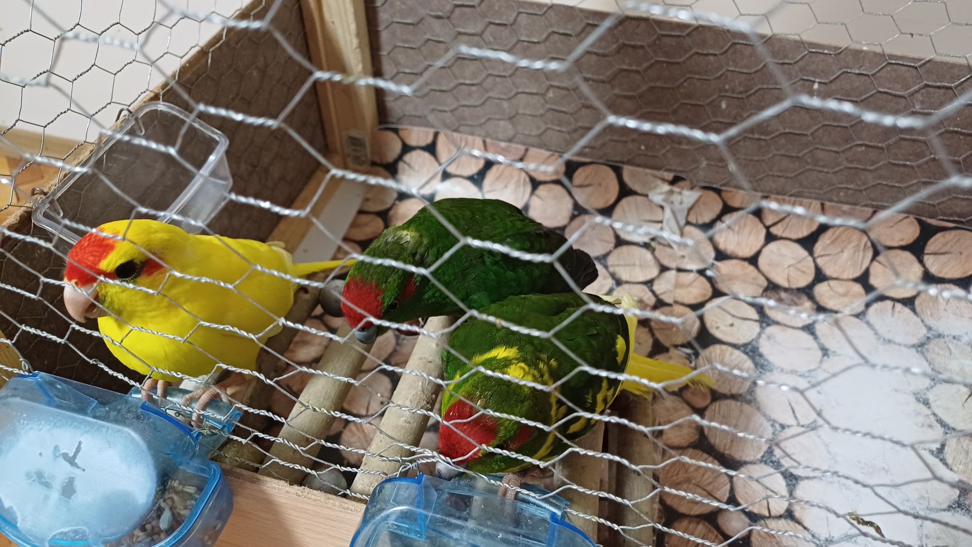 Какарики папагалчета