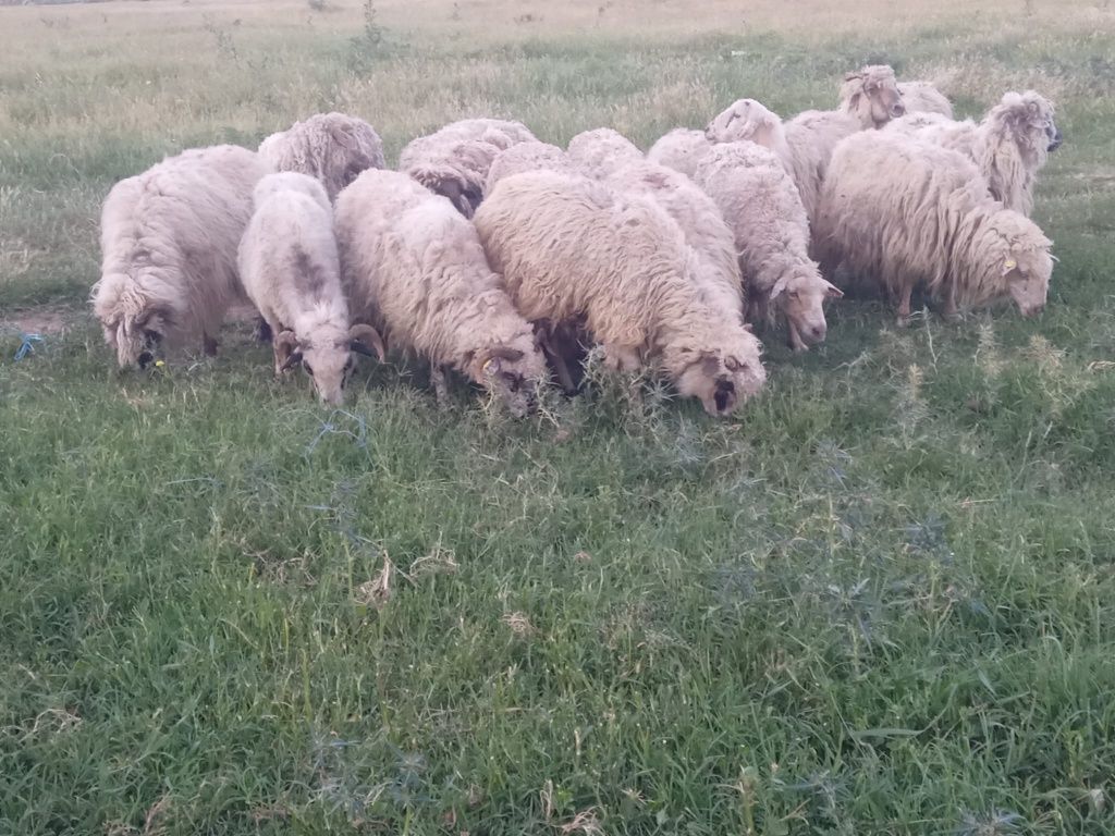 17 oi bătrâne 320 lei