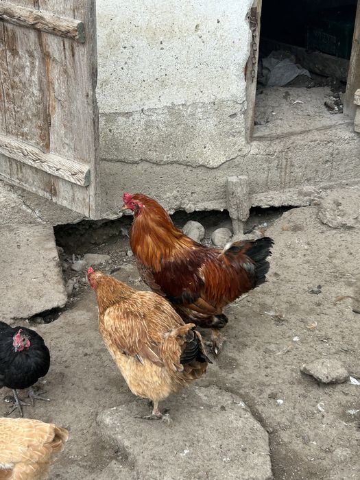 Cocos ameraucana oua verzi