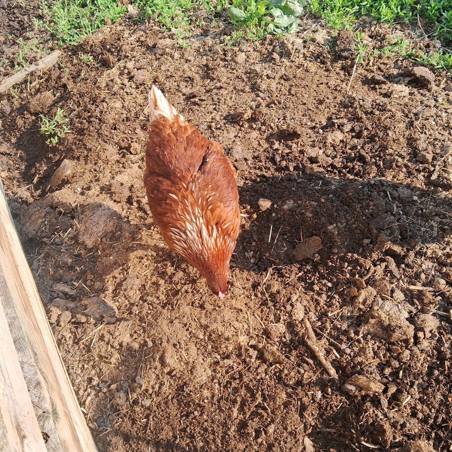 Продавам ярки 9 броя