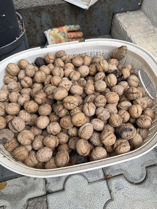 Грецкие орехи домашние район Каменки