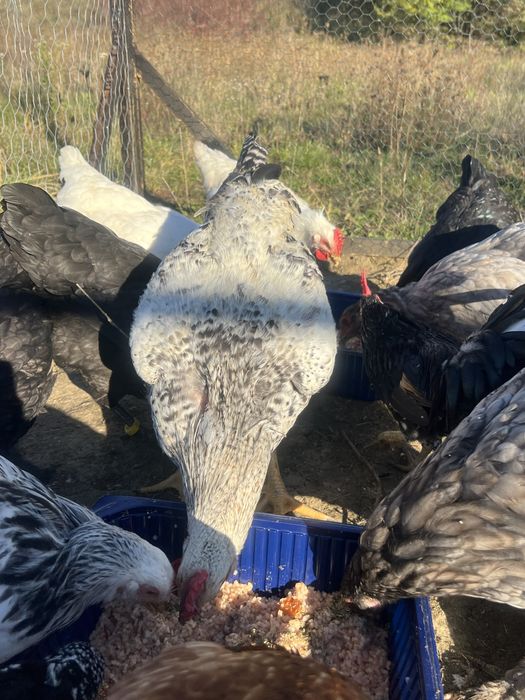 Cocoș tânăr de vanzare