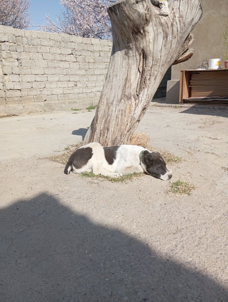 Алабаи кушык 3 айлык