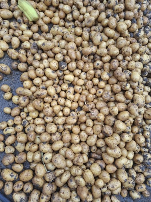 Картофи сорт Сорая