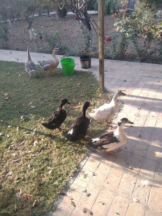 G‘oz, o‘rdaklar sotiladi