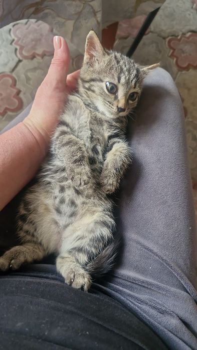 Отдам в хорошие руки