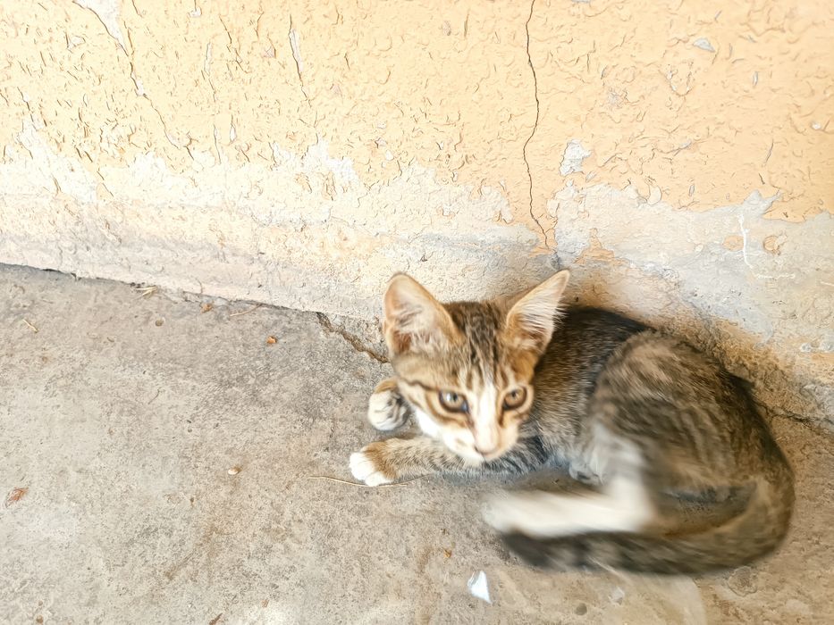 Aqilli muloyim ovchi muwukla