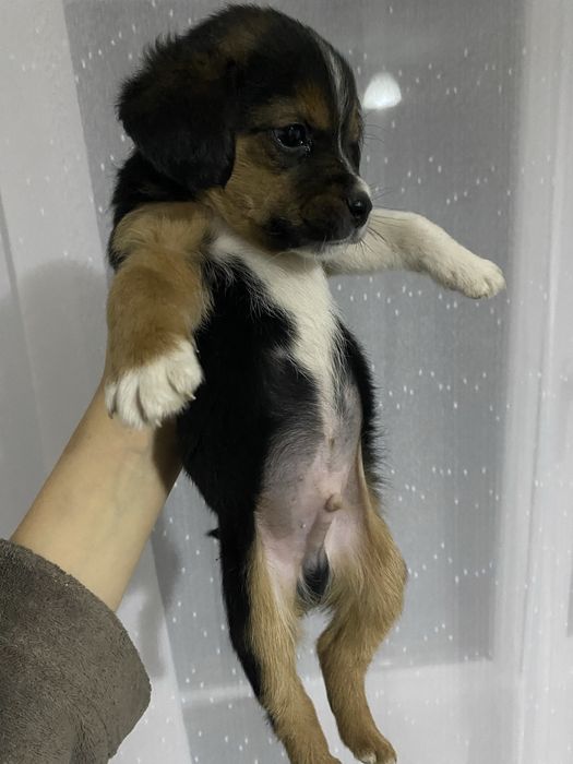 De vanzare pui beagle