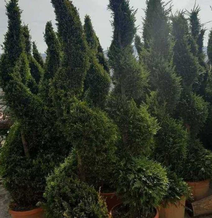 Verde proaspăt pentru curtea și grădina ta