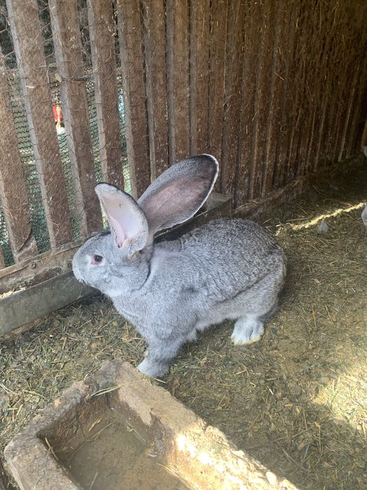 Urias german chinchila