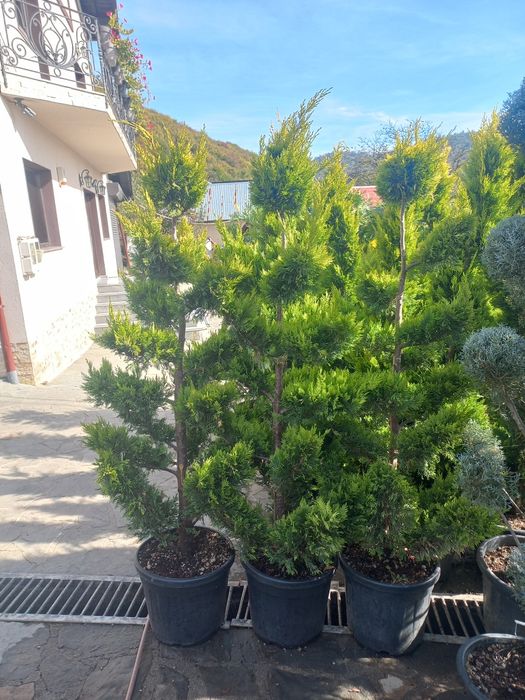 Vând plante ornamentale tuia brazi magnolia palmieri bonsai