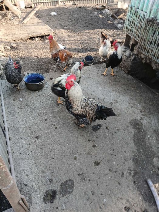 Vând cocoși de casă