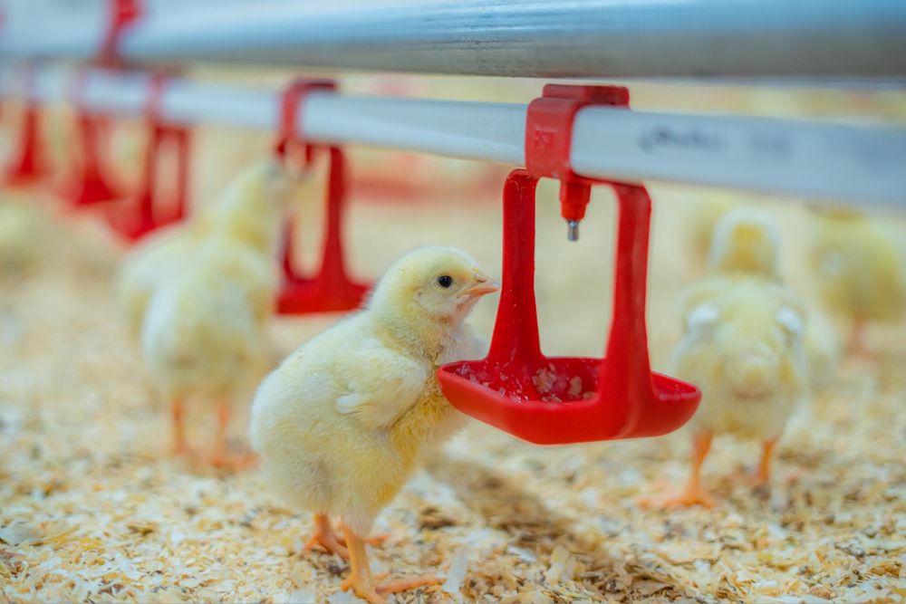 Автомат, ручной кармушки и поилки