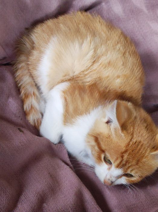 Отдам котенка бесплатно