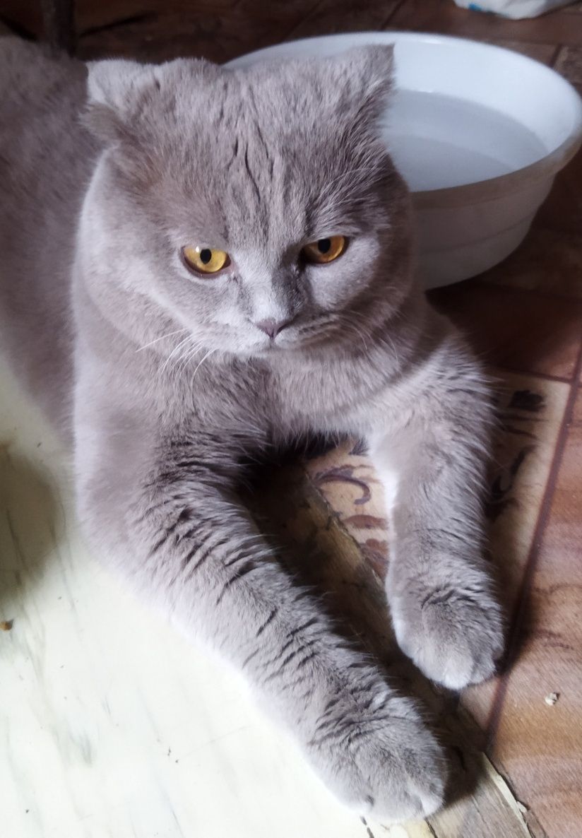 Вязка для кошек.