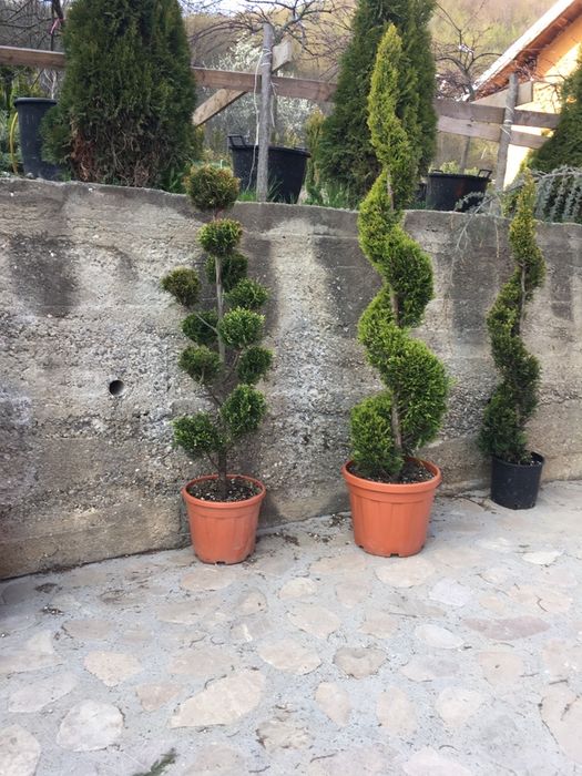 Tuia Smarald/ Leylandy chiparos